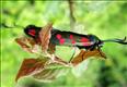 0169s1 (54.008) Six-spot Burnet